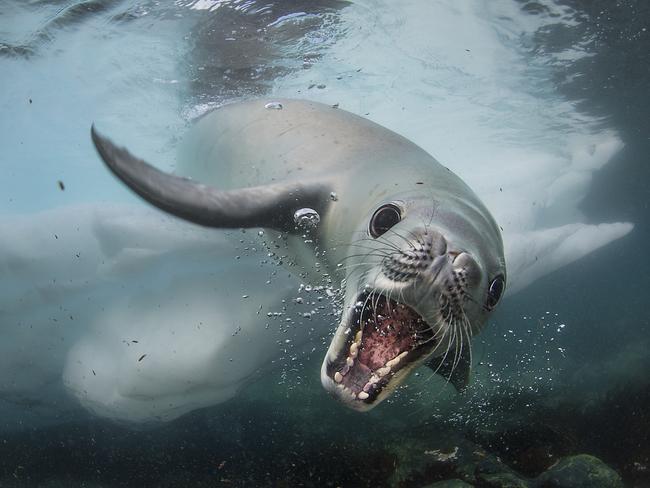 Talk about a surprise meeting. Picture: Cristobal Serrano/Wildlife Photographer of the Year/Natural History Museum