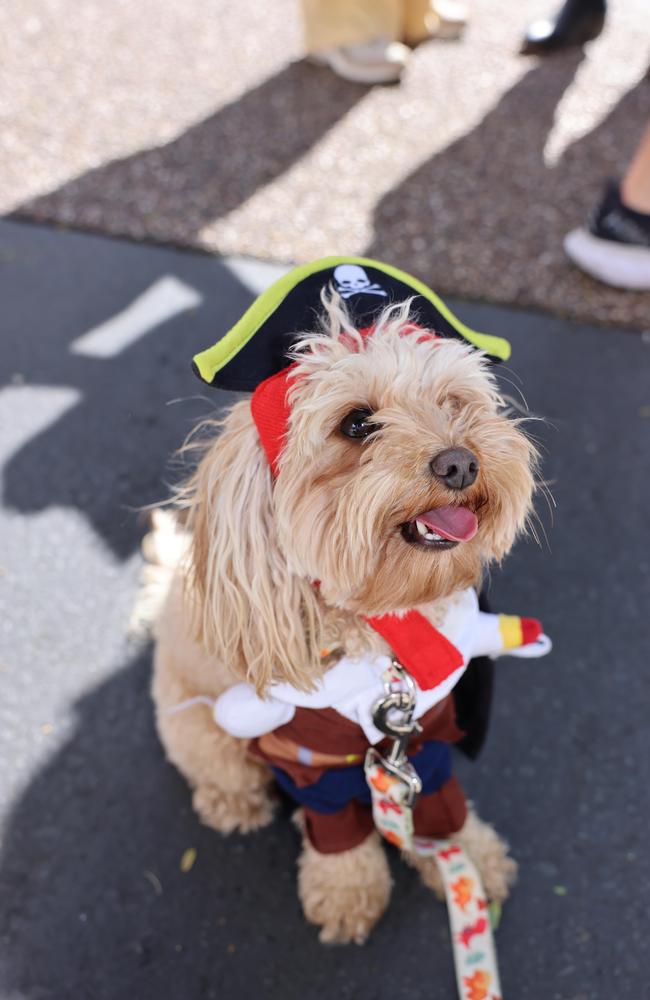 Peeko at the Ray White Surfers Paradise Next Top Dogel competition on Tedder Avenue Main Beach. Picture, Portia Large.