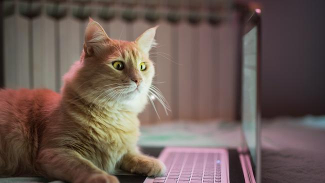 The Fraser Coast council wants to know what the community thinks about bringing cat registration back