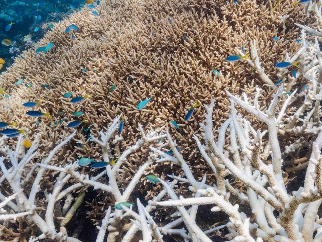 Coral bleaching on Stanley Reef, Great Barrier Reef. Picture: Harriet Spark