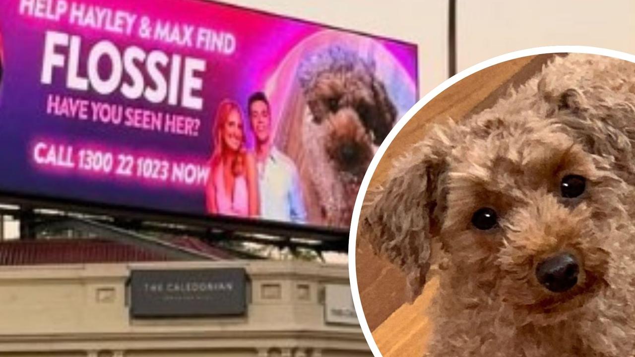 Finding Flossie: Adelaide gets behind hunt for pinched pooch