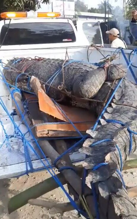 A monster croc has been captured in Kupang, Indonesia Picture: Supplied