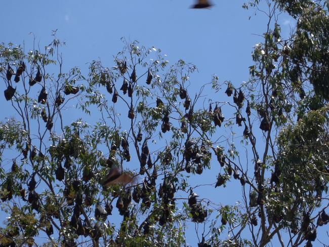 A large flying fox colony has taken over a street in Blackbutt.