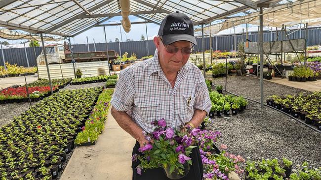 Bill Allan, owner of Youngtown's Allan's Nursery, which began trading on August 4, 1964. Depicted holding his own breed of pansy, ‘Storm Cloud’. Picture: Alex Treacy