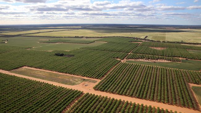 Australian almonds have displaced Californian product in Chinese markets, helping to boost the Australian Farm Index during the September 2019 quarter. Picture: Yuri Kouzmin