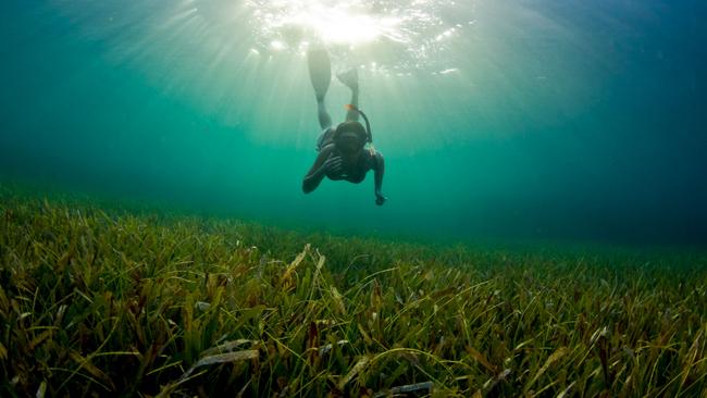 Greens groups say anchors can damage seagrass meadows which has been described as “nursery for sea life”. Picture: Supplied