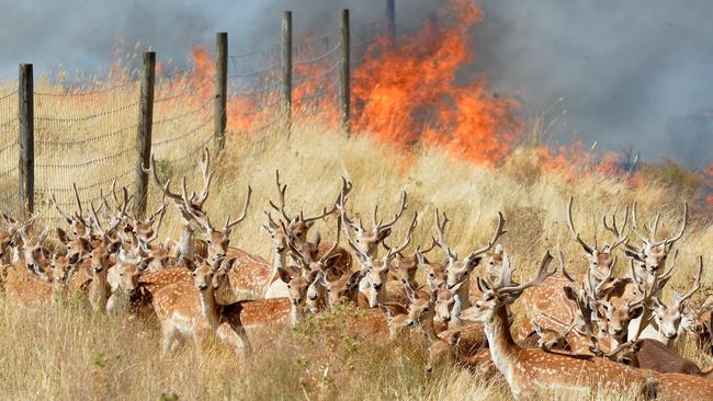 Jay Town’s extraordinary photo of deer on a farm in Gisborne South huddling together in fear - as fire rages behind them - on February 9, 2014, was taken just moments before water bombing aircraft doused the flames and saved the animals.