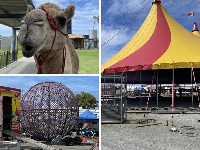 Camels, clowns, acrobatic dogs: Will you go to the circus?