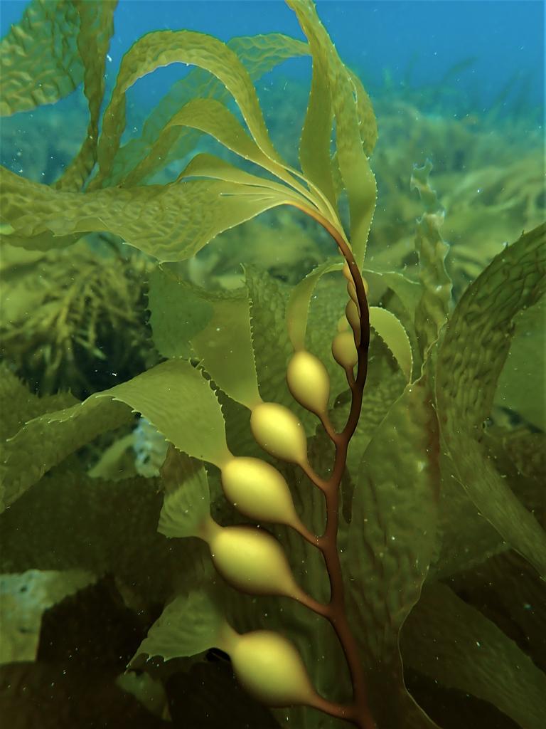 Giant kelp frond growing as part of a whole ecosystem restoration project. Picture: Scott Ling