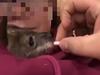 Anger at Tassie duo who give orphaned joey ciggie