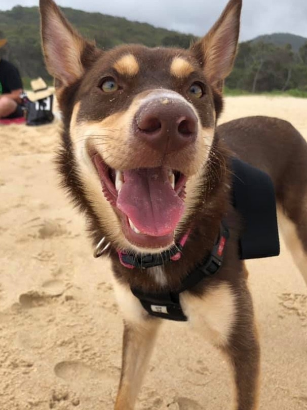 The Ekka proposal puppy. Rosie the kelpie. Rosie has been missing from Upper Brookfield since March 22, 2019. Picture: Fiona Bazley Hodges/Facebook.