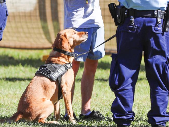 Splendour in the Grass.Splendour in the Grass 2017, the 17th Annual Music & Arts Festival at North Byron Parklands.Security and police sniffer dogs are having a heavy presence at entry to the festival.Picture: NIGEL HALLETT