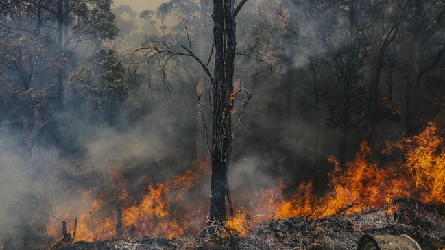 Large parts of the bushland have been reduced to ash as a result of the blaze. Picture: Cam Neville / Aurora Photos