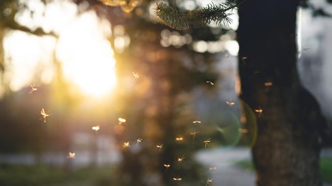 Many mosquitoes at sunset.Photo: Getty Images.