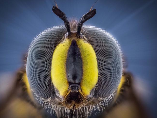 A hover fly looks like an alien in this other-worldly picture. Picture: Kutub Uddin/ Caters News