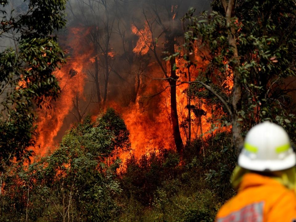 Dire survival rates of wildlife impacted by Black Summer bushfires revealed