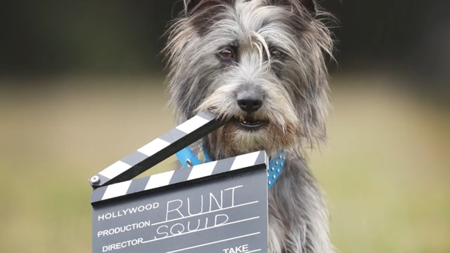 Squid the dog has a real-life rags-to-riches story