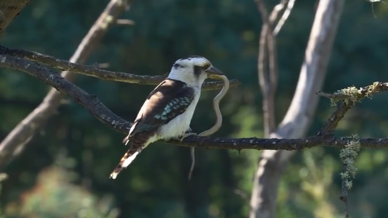 Kookaburras usually go for much smaller snakes. Picture: Sonja Ross / ABC