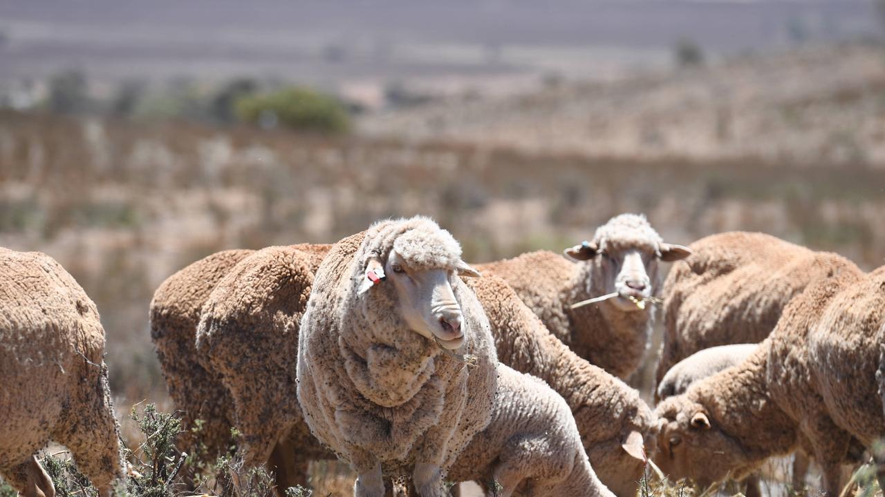 The sheep industry is at a crossroads. For some, the damage is done