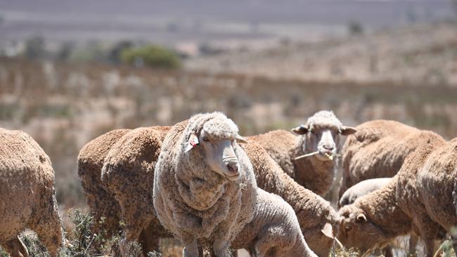 FIGHT FOR THE REGIONS SCENE SETTINGS. Sheep. Hand feeding. Drought. Peterborough. Picture: Tricia Watkinson