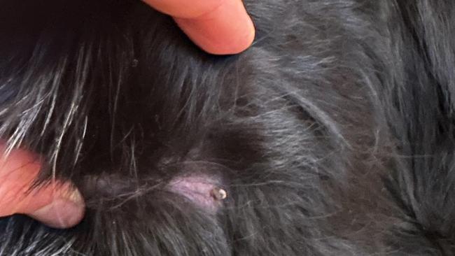 Dr Chris Brown found paralysis ticks on his rescue dog Buzzy in early August. Picture: Facebook