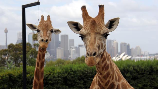 Taronga Zoo’s giraffes Nyota and Jimiyu. Picture: Taronga Conservation Society Australia's Paul Fahy.