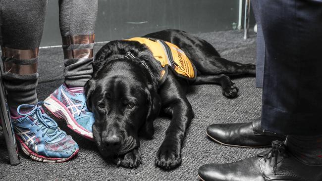 This is Zero, a specially-trained dog who will work to help calm anxious victims of unspeakable crimes. Picture SARAH REED