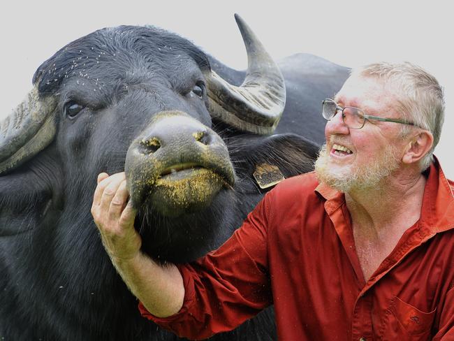 Geoff Arthur with another of his prize buffaloes, 'Walter', in happier times.