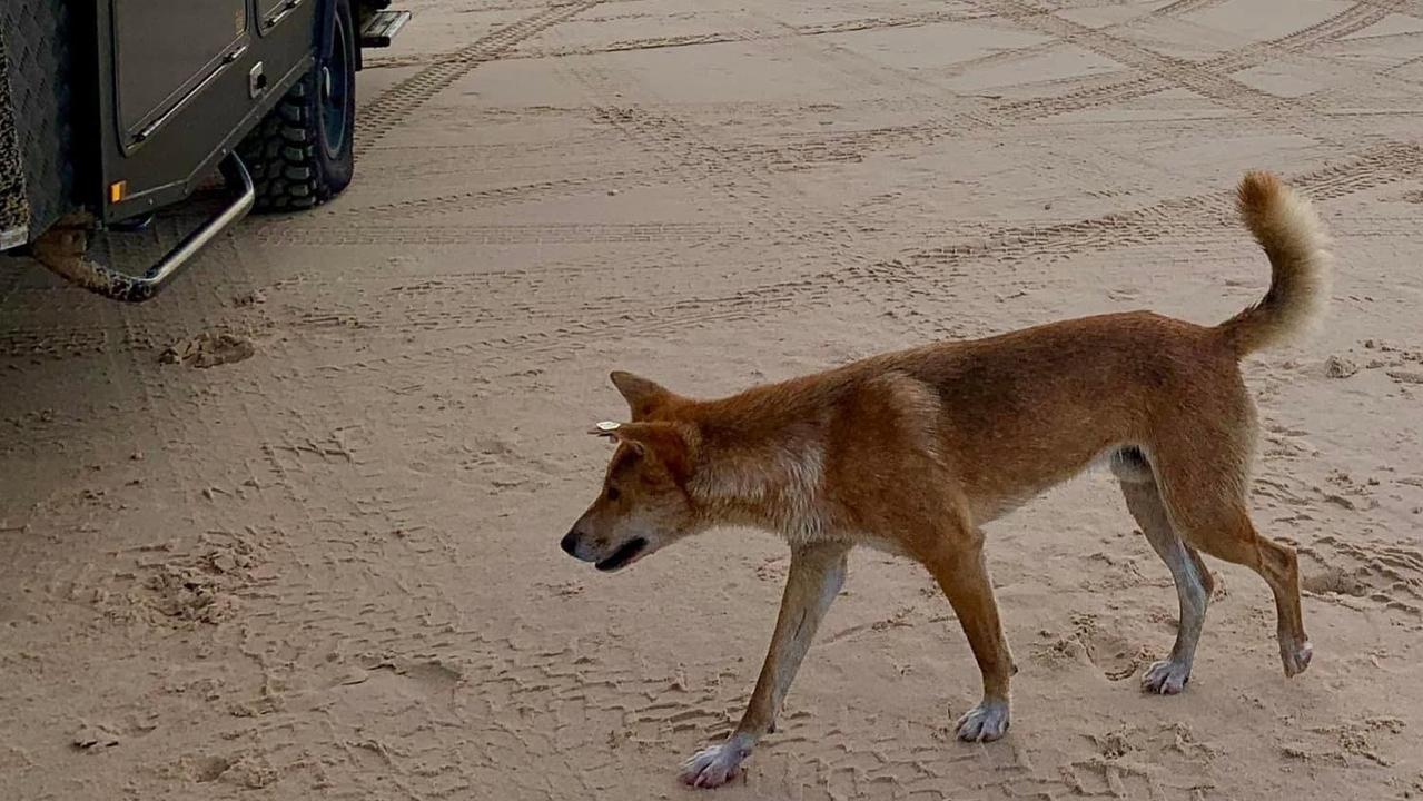 Dingos, or wongari, are protected on Fraser Island. Picture: Robert Soper