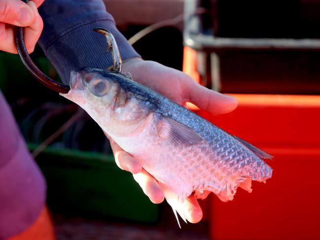 SMART drumlines use a baited hook to attract target shark species. Picture: Nathan Edwards