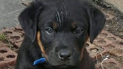 A rottweiler puppy was stolen from a Mooroolbark home.