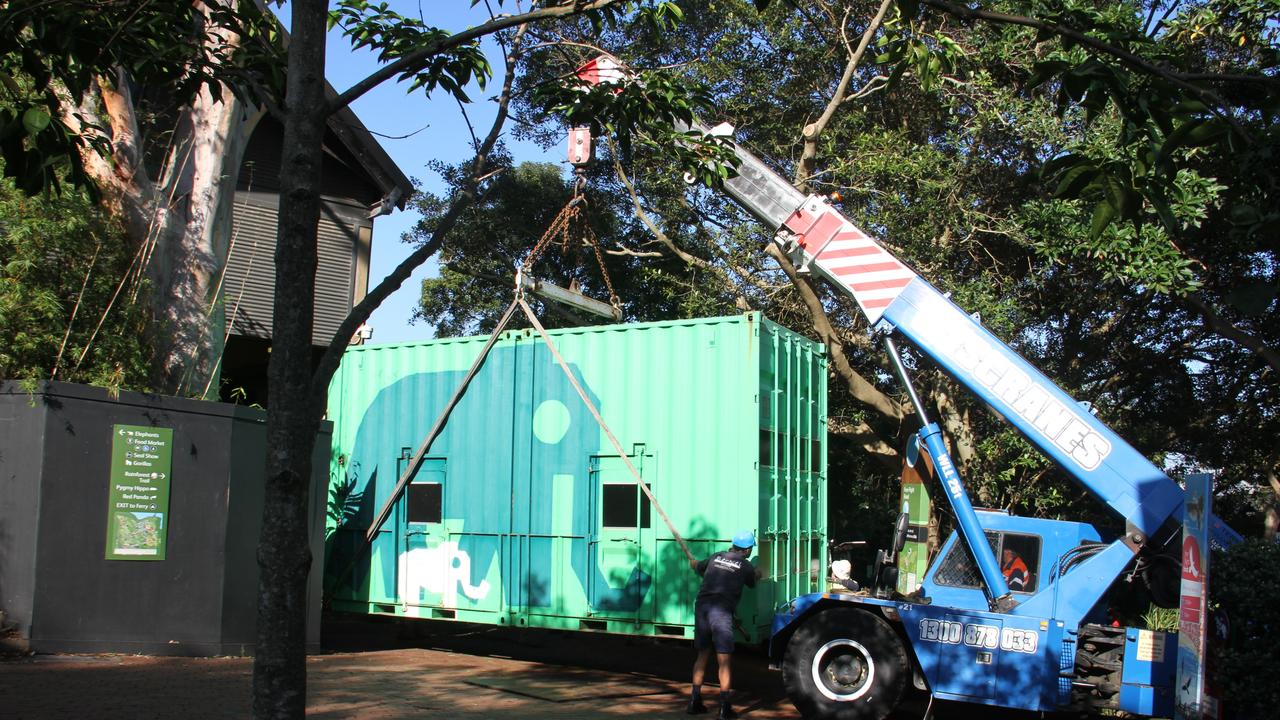 One of the elephants is lifted onto a truck to depart Taronga Zoo on Tuesday morning. Picture: Supplied