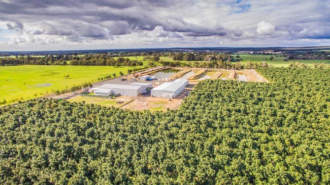 Tree believer: Auston Corporation’s Jasper Farms orchard near Busselton in Western Australia.