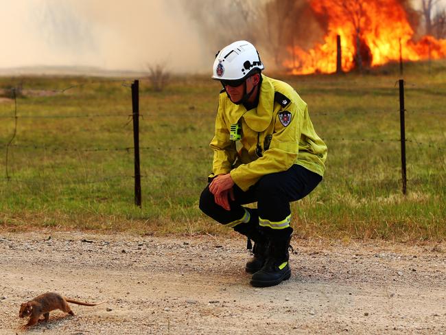 A firefighter pauses to watch the possum get to safety. Picture: Peter Lorimer