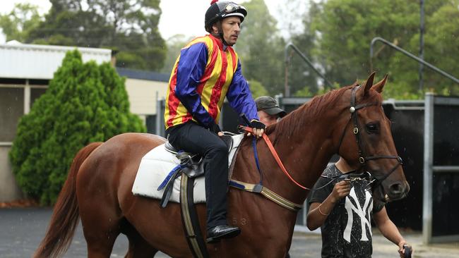 Nature Strip is a dominant favourite for the Black Caviar Lightning at Flemington. Picture: Getty Images