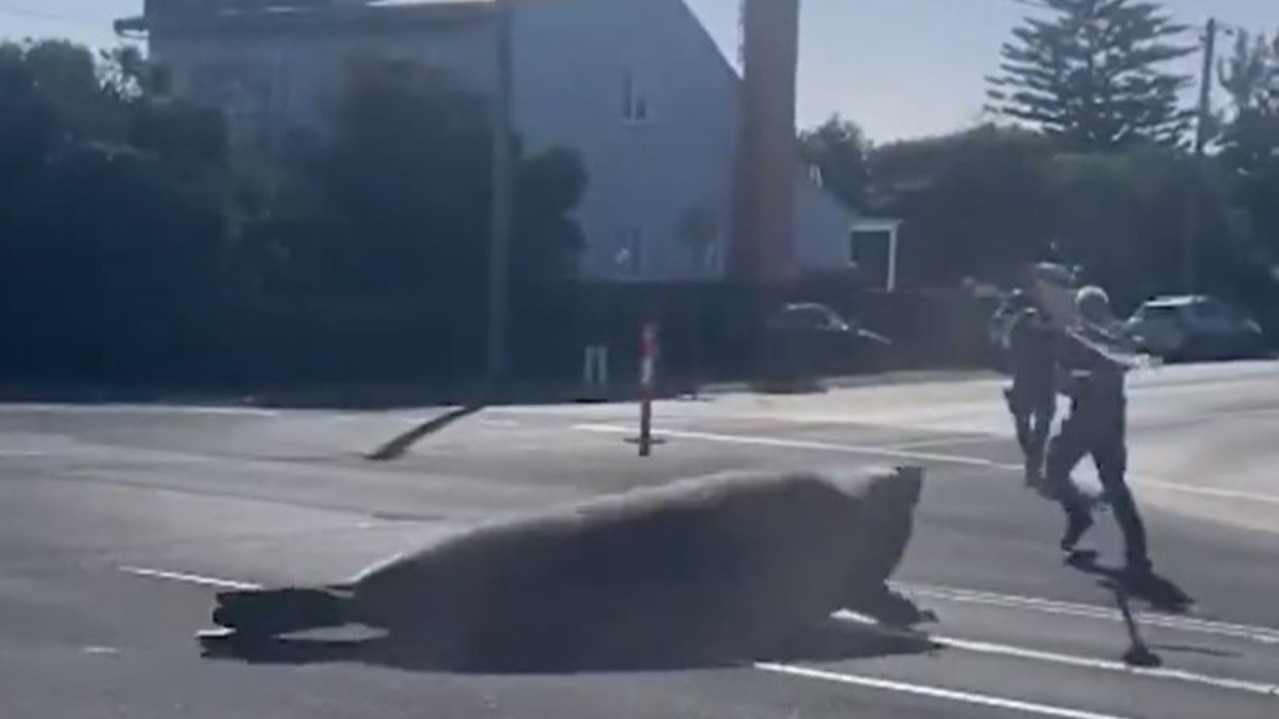 The giant seal made his way up the street. Picture: 9NEWS