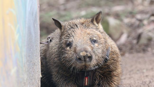 Merry the Southern Hairy Nosed Wombat at Woombye. Photo AAP/ Ric Frearson