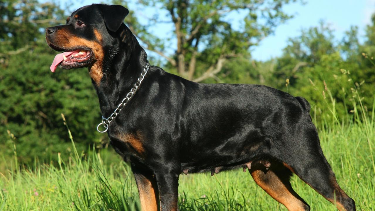 Jealous man tortures love rival’s rottweiler to death