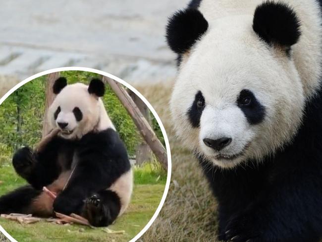 On Saturday, Zoos SA revealed female panda Yi Lan and male panda Xing Qiu would be the zoo’s newest pair.