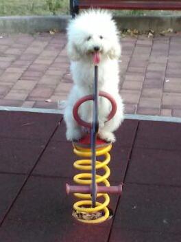 Lolita: This miniature poodle plays a little differently to most four-legged park goers.