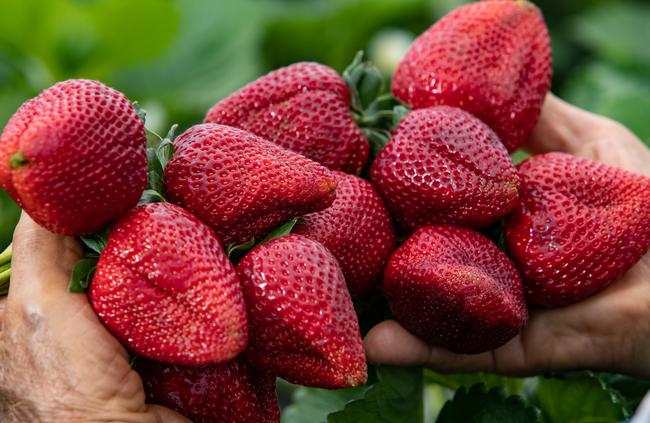 The farm grows some very large strawberries. Picture: Julian Andrews