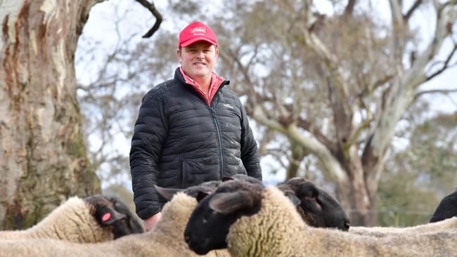 NEWS: Bendigo Sheep Show, Sayla StudJohn Sutherland of Sayla Park Stud will be showing his Suffolks at Bendigo this week. PICTURED: John Sutherland of Sayla Park Stud with his rams.PICTURE: ZOE PHILLIPS