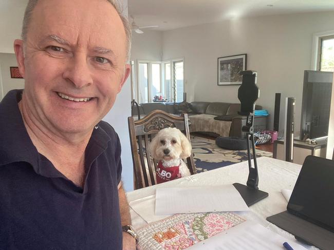 Opposition Leader Anthony Albanese posted this picture of himself “working on my campaign launch speech with my iso companion, Toto” on social media. Picture: Facebook