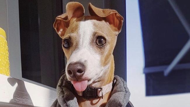 Lucia the Italian Greyhound is still missing after being spooked by fireworks on New Year's Eve.