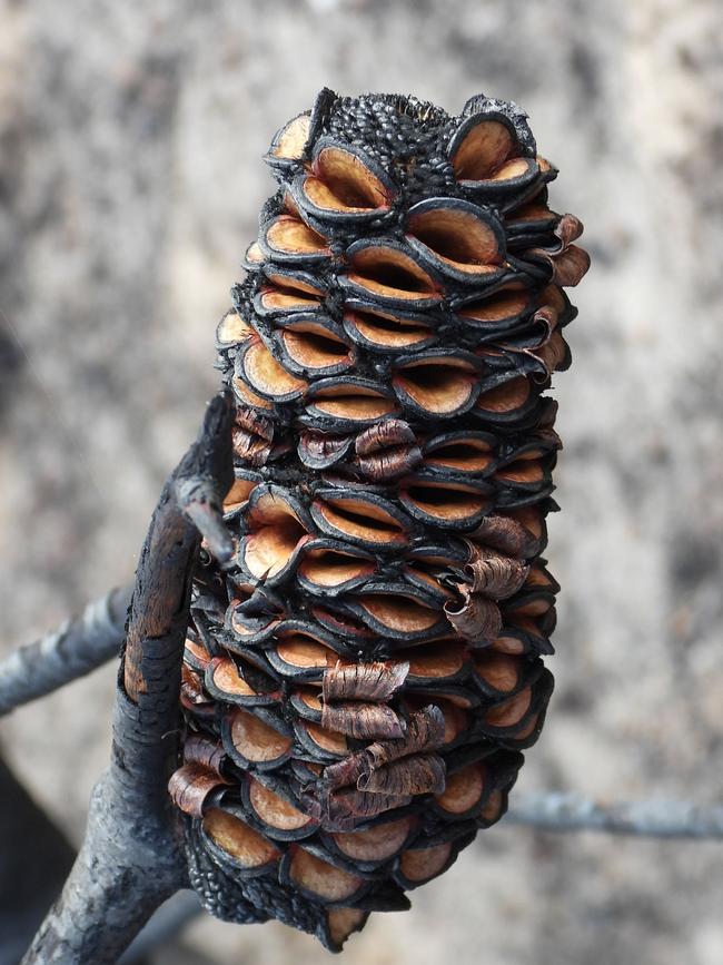 This banksia cone has burnt and then has opened to release seed on to the ash bed. Some seed is still present, it hasn’t all been released. These seeds will be viable and will help the Banksias to return to that site.