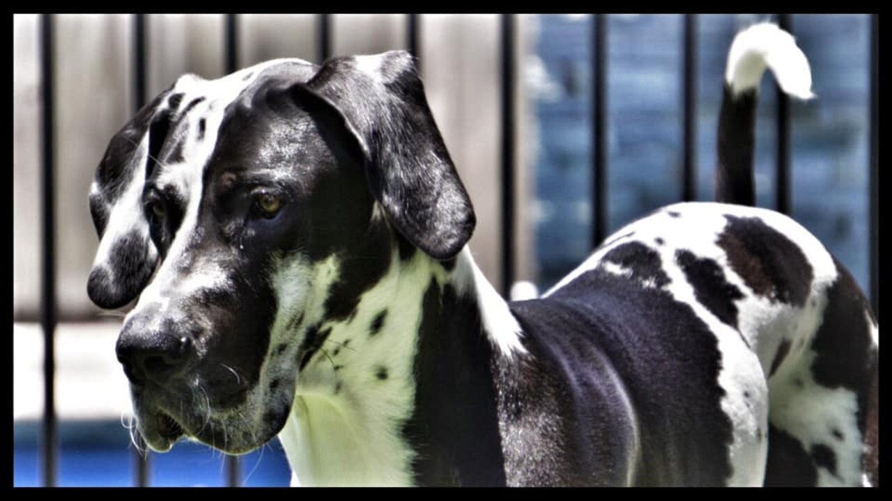 Walter: Sarah Heise's 10 month old Great Dane