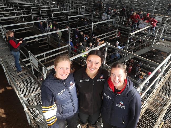 CVLX cattle store sale, Ballarat, L-R; Maddie Dodds, #0434965249, from Ballarat now at University of Adelaide, brought Lucy Fielke & Chantel Stavrides, 3rd year students for placement in Ballarat area,  Picture Yuri Kouzmin