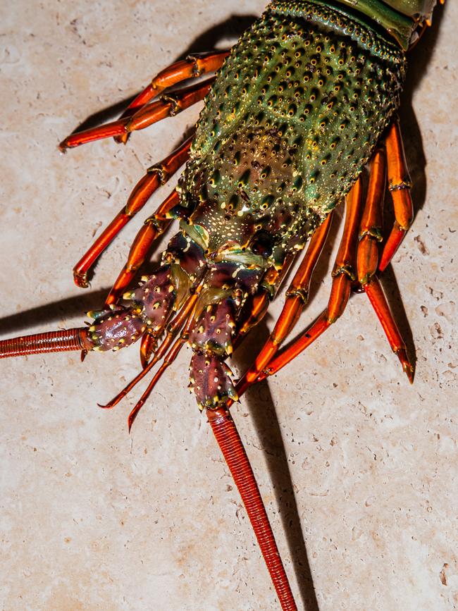 Start by placing the lobster in the freezer for a humane and painless death.