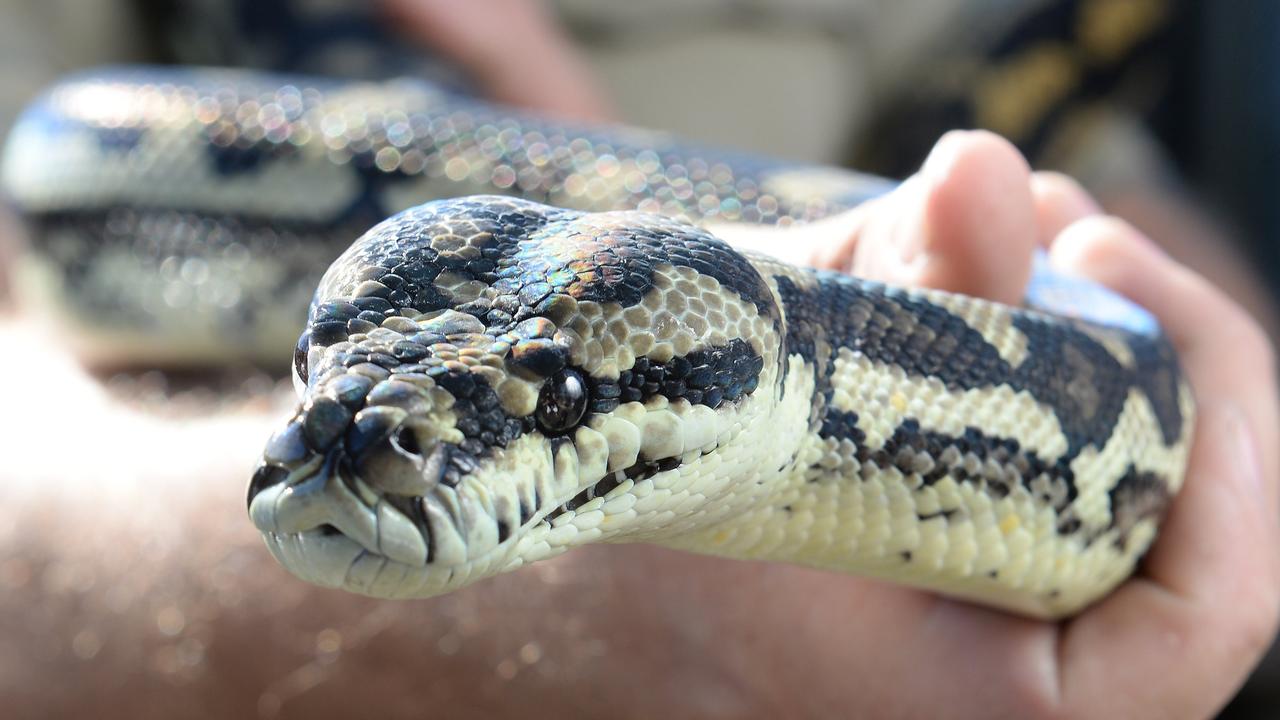 The boy’s father was able to remove the snake and release it back into the wild.