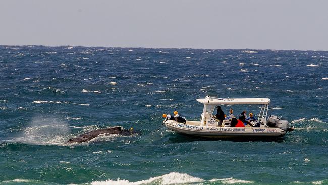 The Sea World Rescue Team working to free the whale. Picture: Jerad Williams.